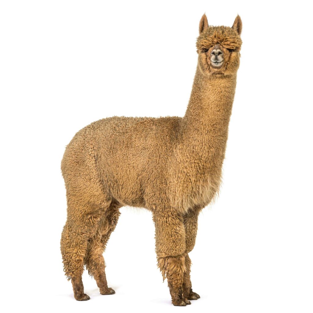 Alpaca DNA Tests - VHLGenetics