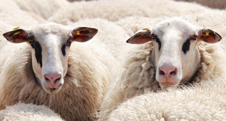 DNA tests for animals and plants - VHLGenetics